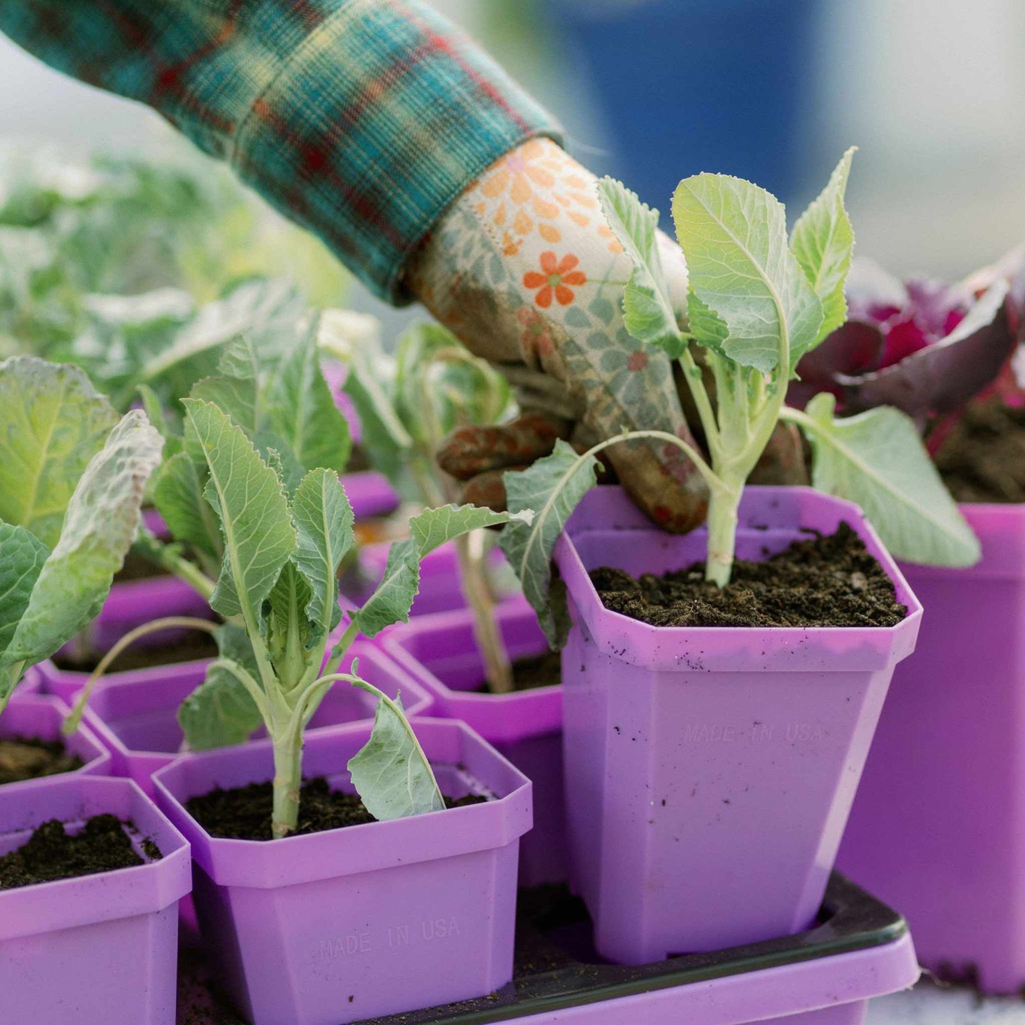 3.3" Heavy Duty Seed Starting Pots with Inserts - Image 19