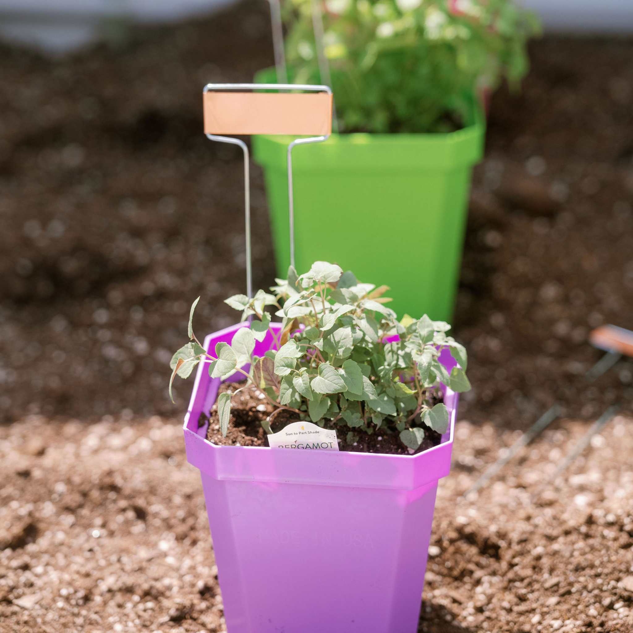 5" Nursery Pots with Insert Tray - Image 24
