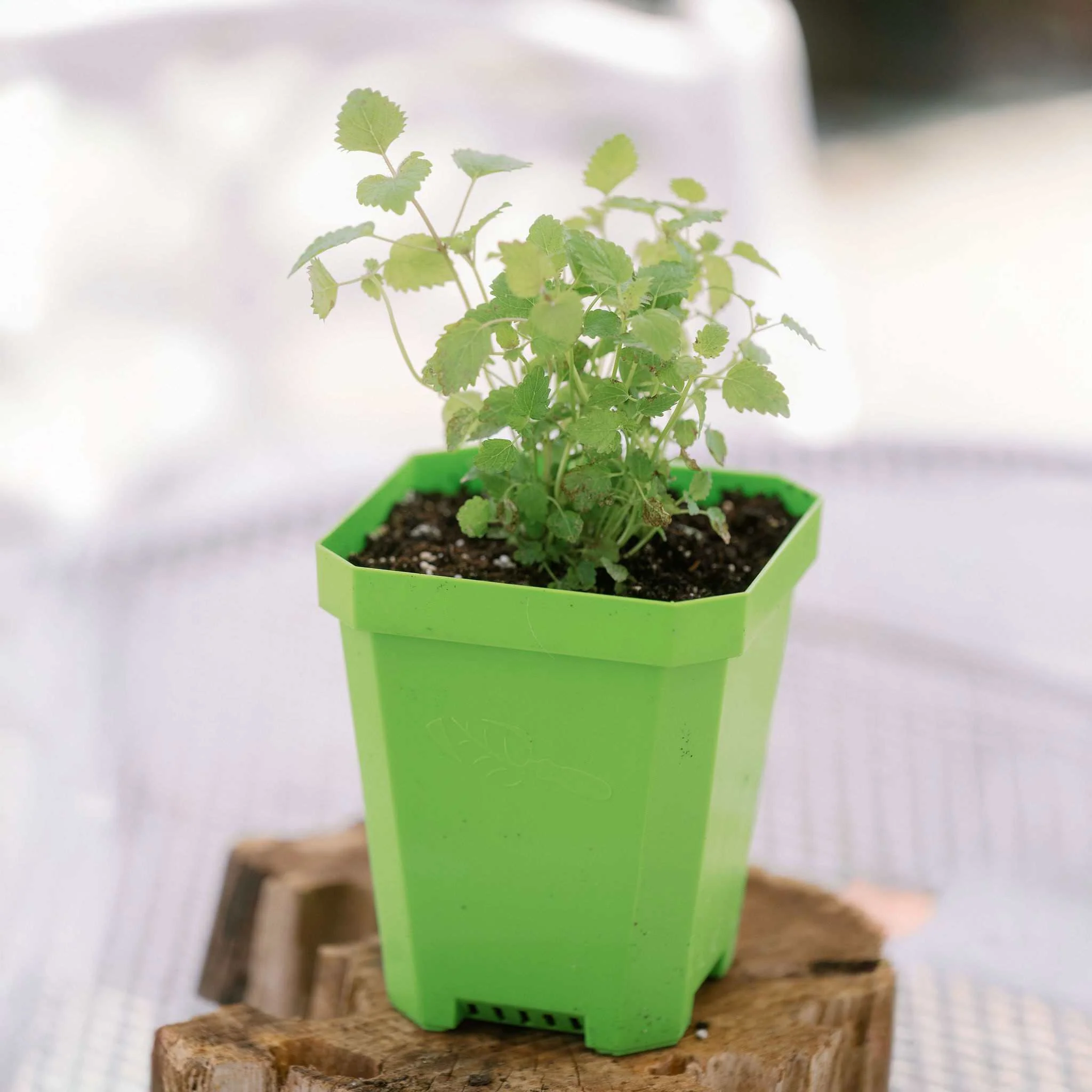 5" Nursery Pots with Insert Tray - Image 12
