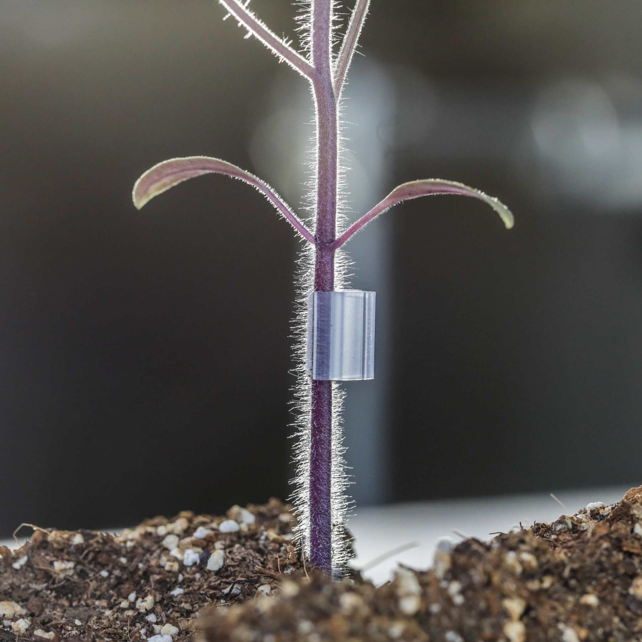 Grafting Clips with Channel